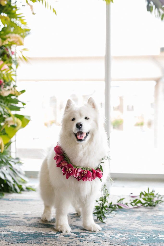 Denver wedding florist creates floral dog leash!